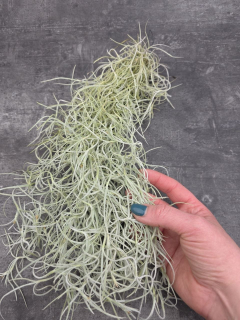 Tillandsia Usneoides
