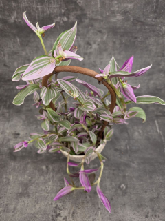 Tradescantia Pink na oblouku