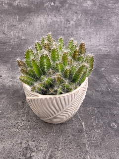 Hylocereus Undatus, miluje slunce