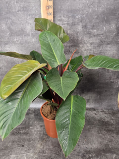Philodendron Red XXL