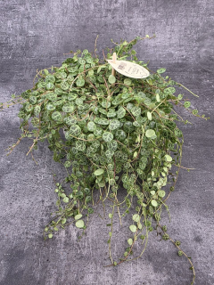 Peperomia Prostrata