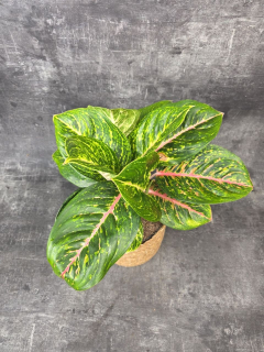 Aglaonema Spring Red