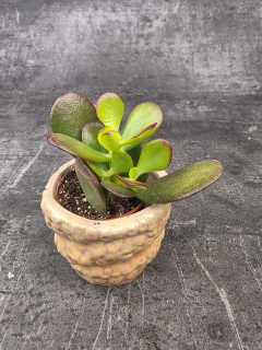 Crassula ovata ‘Minor’ mini