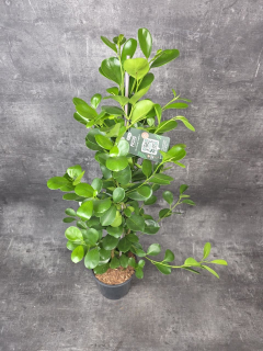 Ficus Microcarpa Moclame, vhodný do rohu místnosti