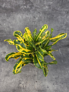 Codiaeum Variegatum Sunny Star