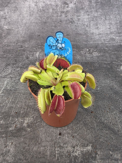 Masožravka Dionaea Muscipula