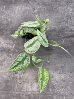 Scindapsus Pictus Trebie