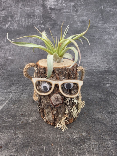 Tillandsia v pařezu, nenáročná dekorace