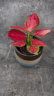 Aglaonema Lucky Red 9 cm