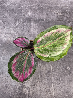 Calathea roseopicta Dotie mini