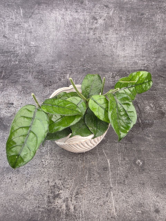 Hoya Villosa
