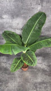 Musa Dwarf Cavendish XXL