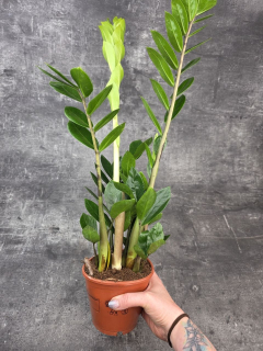 Zamioculcas Zamiofolia