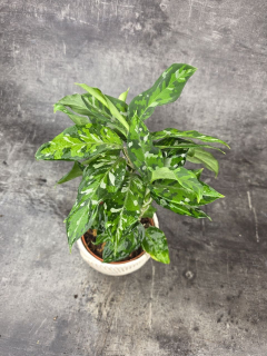 Aglaonema Pictum Tricolor